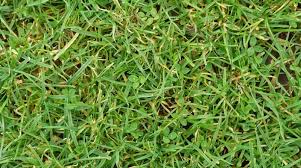 Yes, planting a clover lawn can attract clover mites. Remove Clover Medick And Trefoils From Your Lawn