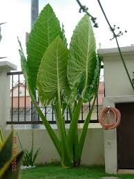 Keladi Gajah Untuk Taman Bali Plants Tropical Garden Plant Design