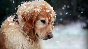 Your laptop needs power to keep you on the go, and a lost or broken laptop adapter can seriously slow you down. Laptop Hd Golden Retriever Wallpaper