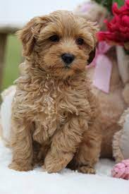 See full list on thedogvisitor.com A Few Facts About Australian Labradoodles Tora S Labradoodles