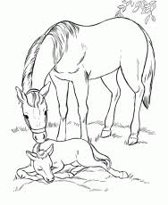 See more ideas about arabian horse art, horse art, arabian horse. Arabian Horse Coloring Pages Download Free Printable Coloring Coloring Home