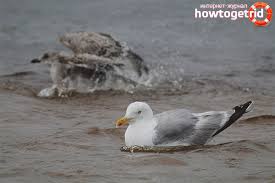 Check spelling or type a new query. Ù†ÙˆØ±Ø³ ÙØ¶ÙŠ Ø§Ù„ÙˆØµÙ Ø§Ù„Ù…ÙˆØ·Ù† Ø­Ù‚Ø§Ø¦Ù‚ Ù…Ø«ÙŠØ±Ø© Ù„Ù„Ø§Ù‡ØªÙ…Ø§Ù…