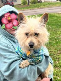 Lost dog found near Fairwood Ct, help find owner