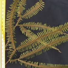 Image result for Gleichenia elongata