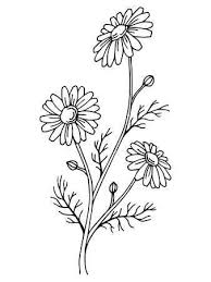 Chamomile Flower Graphic Art Black White Isolated Illustration Vector Flower Graphic Chamomile Flowers Flower Drawing
