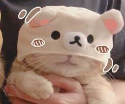 » 1920x1080 cat high resolution desktop backgrounds jpg 339 kb. Cat Matching Pfp Cute