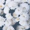 I fiori bianchi simboleggiano da sempre la purezza: Https Encrypted Tbn0 Gstatic Com Images Q Tbn And9gctqgsx58mexm5rt 3cdfd1ypyeetoopcpttg29fkeocm34j8gge Usqp Cau
