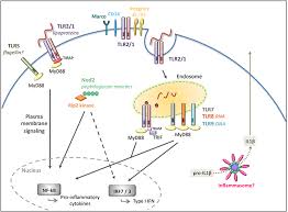 Maybe you would like to learn more about one of these? Frontiers Mechanisms Of Borrelia Burgdorferi Internalization And Intracellular Innate Immune Signaling Cellular And Infection Microbiology