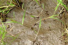 Image result for Panicum subalbidum