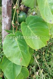 Image result for Passiflora ligularis