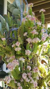 Crassula Rupestris Green Pagoda Cactos E Suculentas Suculentas Jardim