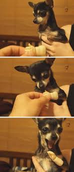 This Dog With No Hand Who Is Very Excited To Get A Hand Cute Animals Cute Funny Animals Baby Animals
