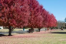 Obituaries: Linda Fricke