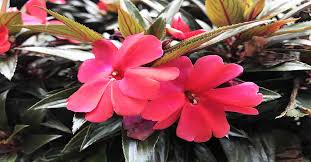 New guinea impatiens is a popular houseplant that will bloom all winter long if its needs are met. New Guinea Impatiens Planting And Care