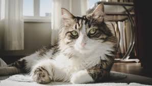 How to get cat urine smell out of linens and clothing. How To Get Rid Of Cat Pee Smell Get That Cat Pee Smell Out