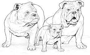 Printable realistic puppy coloring pages. Realistic Puppy Coloring Pages Download And Print For Free Coloring Home