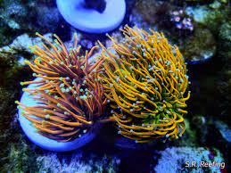 Auctions ending every 5 mins friday/saturday/sunday this weekend only!!! Help Id My Torch New York Knicks Page 2 Reef2reef Saltwater And Reef Aquarium Forum