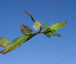 Image result for Eclipta