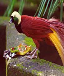 The Bali Bird Of Paradise Most Beautiful Birds Greater Bird Of Paradise Most Beautiful Animals