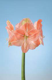 Large Flowering Faro Amaryllis Flowers Amaryllis Rhizome