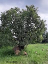 Image result for Searsia lancea