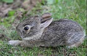 Eastern Cottontail Rabbit Wildlife Illinois