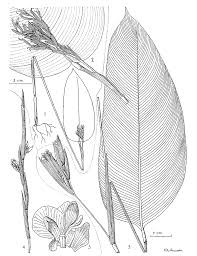 Image result for Marantochloa