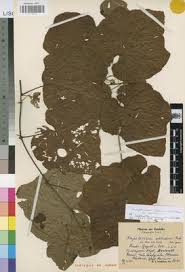 Image result for Ampelocissus africana