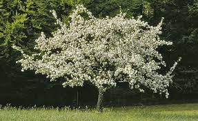 View deals for hotel apfelbaum, including fully refundable rates with free cancellation. Apfelbaum Pflanzen Pflegen Und Ernten Mein Schoner Garten