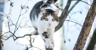 Pourquoi Mon Chat Ne Sait Il Pas Descendre D Un Arbre Comprendre Son Chat Wamiz