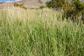 Image result for Panicum monticola