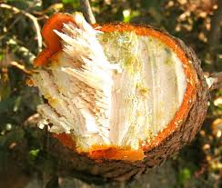 Image result for Harungana madagascariensis