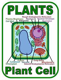 Christian Home School Hub Cytology Study Of Cells Cells Project Plant Cell Project Plant Cell
