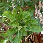 Image result for Searsia natalensis