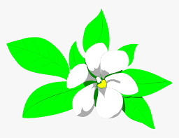 Sampaguita Drawing At Getdrawings Sampaguita Flower Clip Art Hd Png Download Transparent Png Image Pngitem Follow the red lines for each step. sampaguita flower clip art hd png