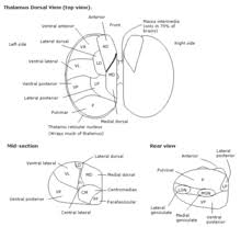 Medial nuclear group (or dorsomedial nucleus). Thalamus Wikipedia