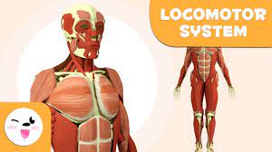 Anterior muscles diagram picture category: Locomotor System For Kids Bones And Muscles Of The Human Body Youtube