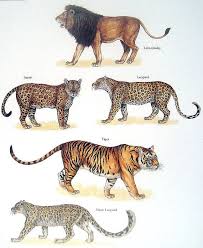Leon vs atlas prediction, tips and odds. Pin De Rachel Tefft En Wildlife Art Carteles De Animales Ilustraciones De Animales Fotos De Animales Salvajes