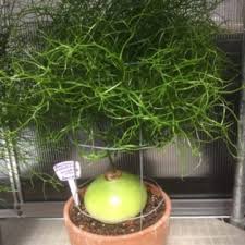 Image result for Bowiea volubilis