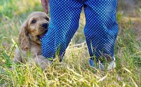 Why Does My Dog Hump Understanding Humping Or Mounting Behavior