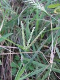 Image result for Chloris pilosa