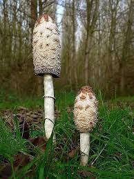 Furthermore, it is a delicious edible. Shaggy Mane Coprinus Comatus Summer To Fall Found In Fields Grasslands And Meadows Commonly After Rai Stuffed Mushrooms Mushroom Fungi Magical Mushrooms