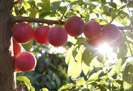 (david karp / for the times) Plums And Cherries Marry Into A Delicious New Hybrid