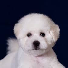 toy poodle ozellikleri ve bakimi hakkinda hersey petcim com bichon frise bichon poodle