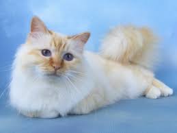 Birman Ragdoll Mix Kittens For Sale The Birman Cat Club Birman Cat Cats And Kittens Cats