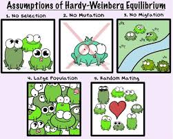In 1908, godfrey hardy and wilhelm weinberg independently discovered the laws that govern such populations. Which Population Is Most Likely To Be In Hardy Weinberg Equilibrium Ekbooks Org