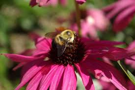 Check spelling or type a new query. Gardening For Pollinators Choosing Smart Plants To Support Pollinators Msu Extension