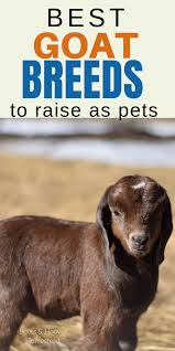 5 Best Breeds Of Goats To Keep As Pets Raising Farm Animals Pet Goat Goats