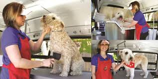 Labs get pretty smelly and while they love swimming, baths are a different story. Aussie Pet Mobile Franchise 2021 Cost Fees Facts Franchiseopportunities Com