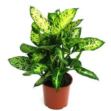 Dieffenbachia Compacta Wahat Al Sahraa We Deliver Quality